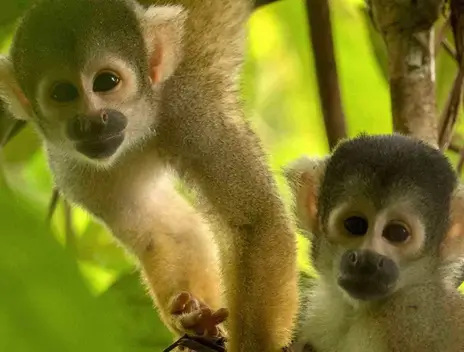 monky tambopata tour